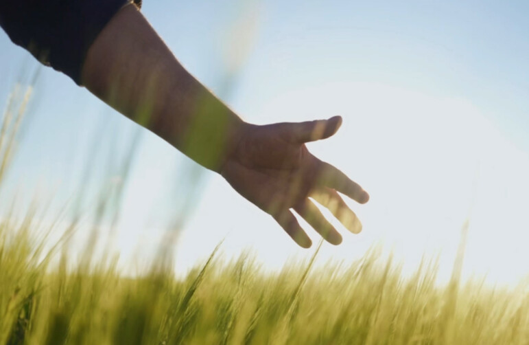 Hand roams through grain field