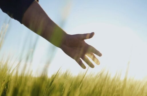 Hand roams through grain field
