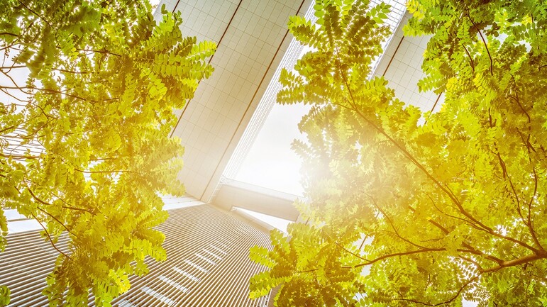 Light flooded trees with buildings 