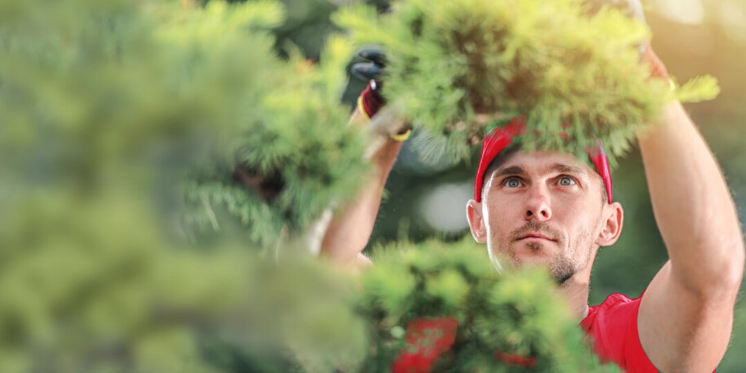 Gardener cuts hedge